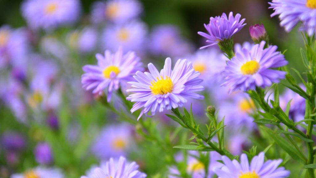 Close-up of purple asters with yellow centers in a garden, showcasing vibrant colors and fine details of petals.