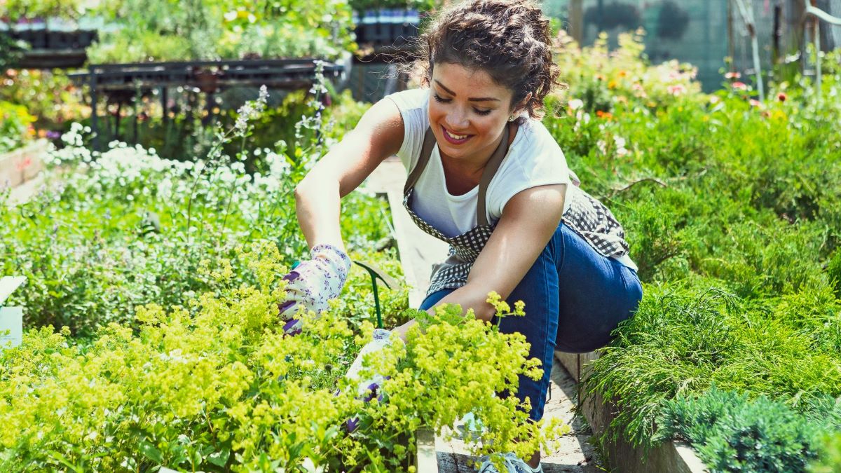 A woman wearing gloves tends to plants in a lush garden on a sunny day.