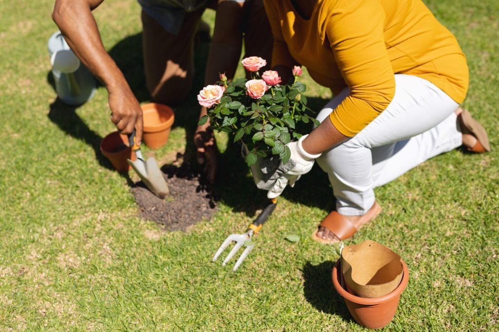 Two people planting pink roses in a garden; one is using a trowel, and the other is holding a rose plant. Nearby are empty pots and a gardening fork on green grass.
