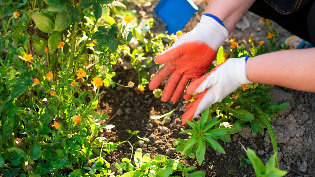 A person wearing gardening gloves works with soil among green plants and yellow flowers in a garden bed.