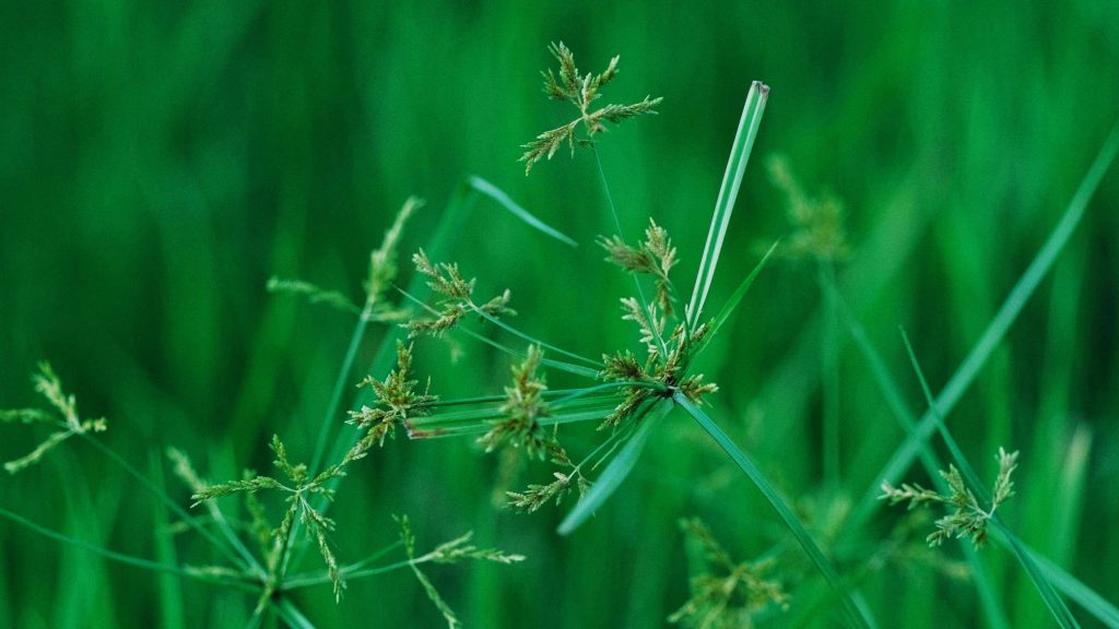Close-up of green grass blades with several seed heads against a blurred green background.