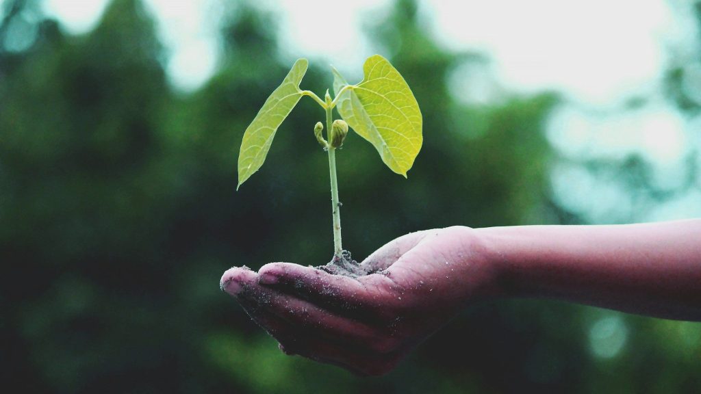 A hand holds a small plant seedling with soil, against a blurred background of green foliage.