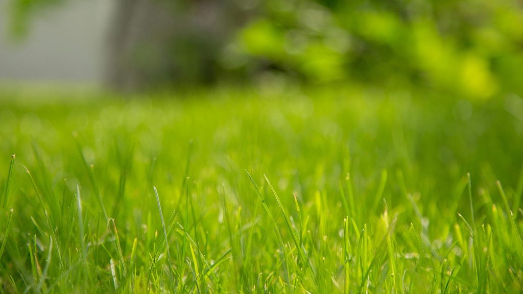 Close-up view of green grass blades with a blurred background of foliage and sunlight.