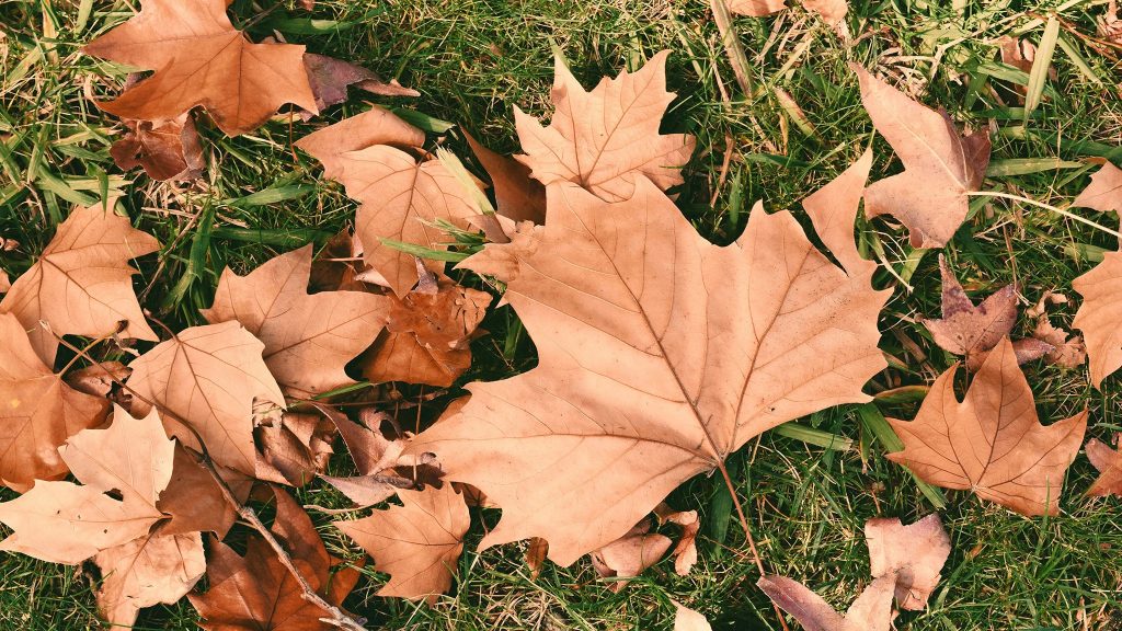 Dry brown leaves scattered on green grass, with one large leaf in the center.