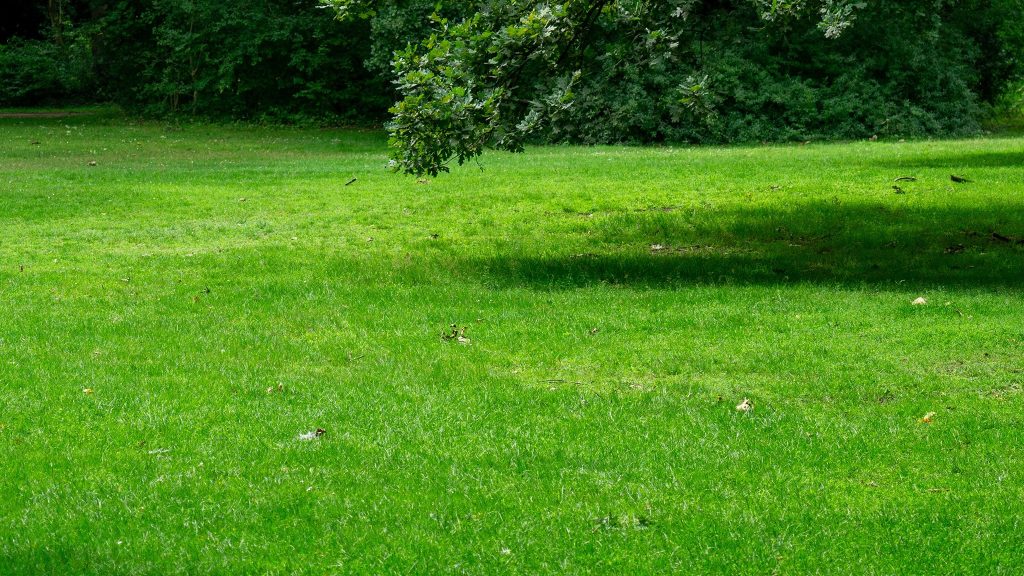 A grassy lawn with scattered leaves and a tree branch overhead, bordered by dense green shrubs and trees in the background.