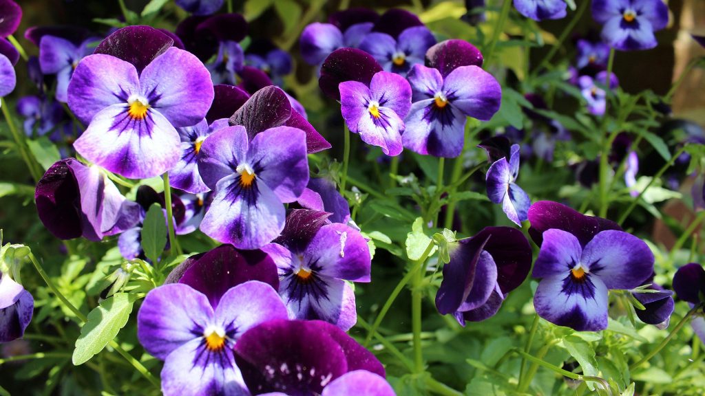A cluster of vibrant purple and violet pansy flowers with yellow centers and green foliage in bright sunlight.