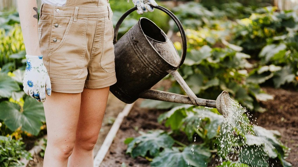 A person wearing gloves and khaki shorts waters plants in a garden using a metal watering can.