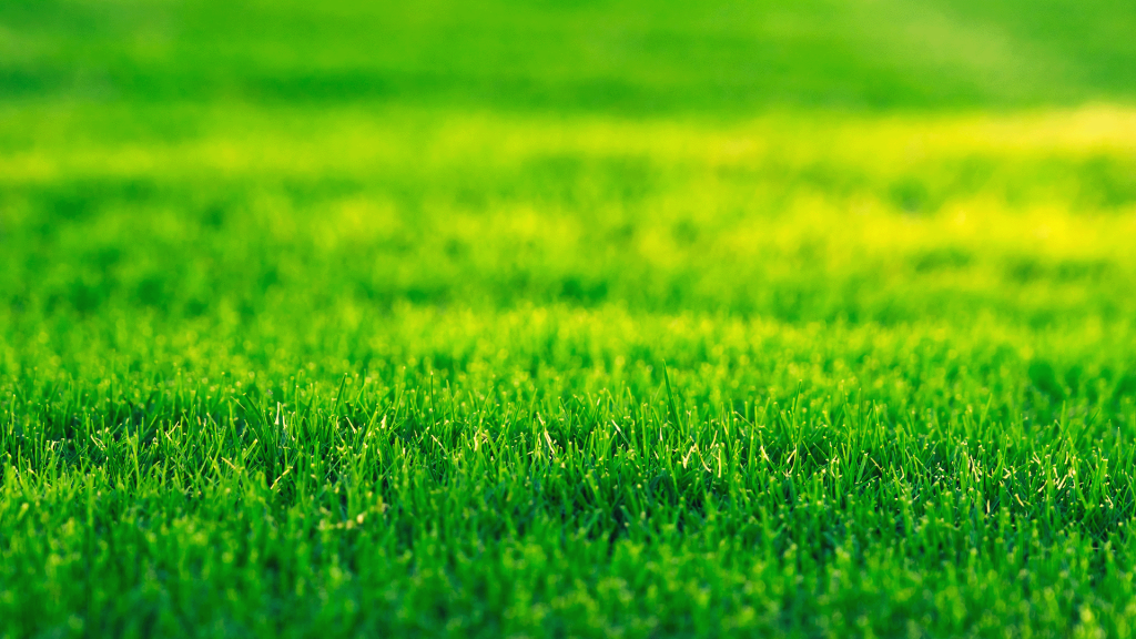 Close-up view of a green, well-manicured grass lawn with sunlight creating lighter and darker areas across the surface.