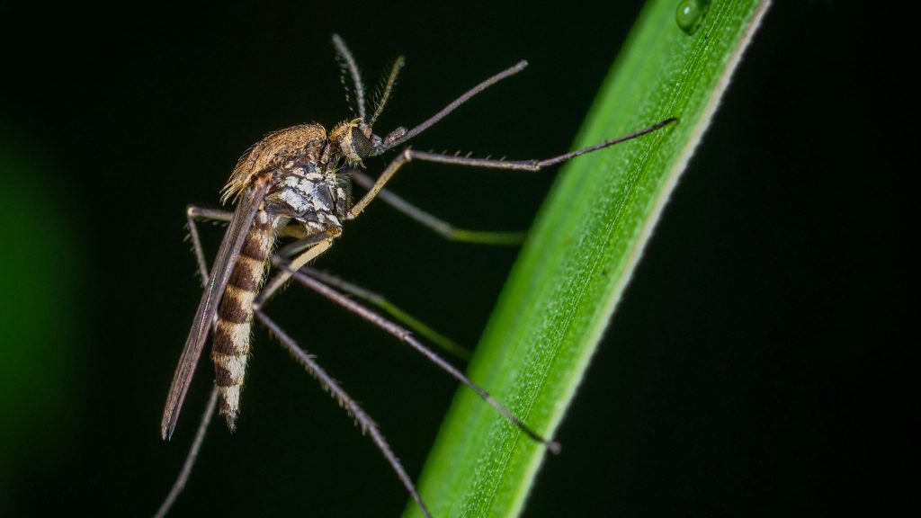 A close-up of a mosquito perched on a green plant stem, showing its legs, wings, and detailed body markings against a dark background.