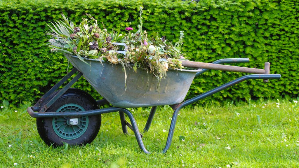 A metal wheelbarrow filled with garden weeds, dried plants, and a rake rests on green grass in front of a trimmed hedge.