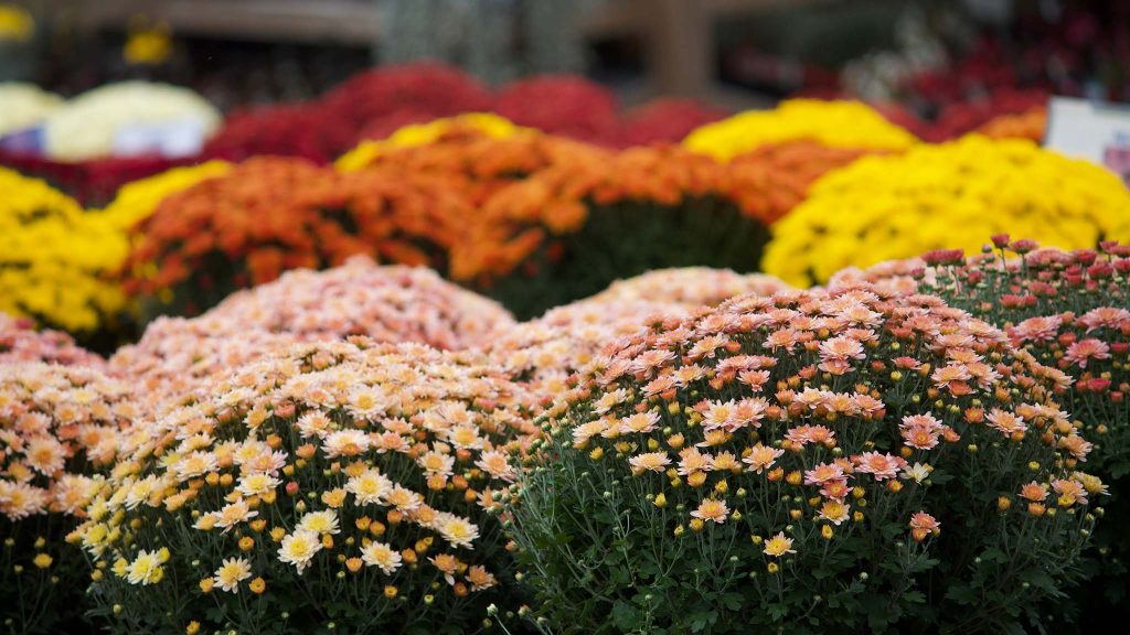 Several clusters of blooming chrysanthemums in shades of pink, yellow, orange, and red are arranged closely together in an outdoor setting.
