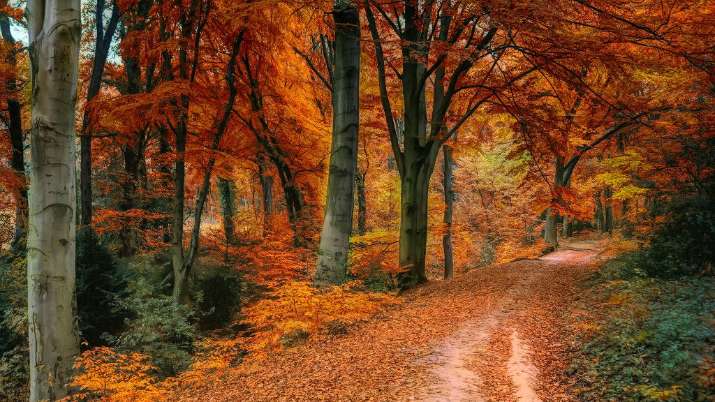 A dirt path winds through a forest with tall trees and vibrant orange autumn foliage covering the ground and branches.
