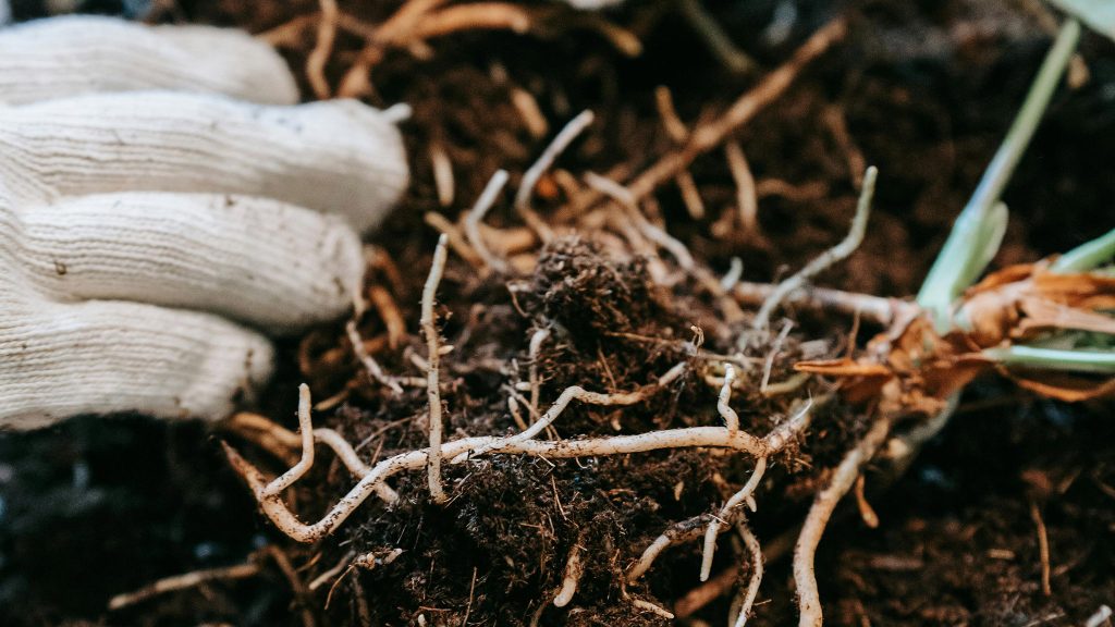 A gloved hand working with plant roots in soil.