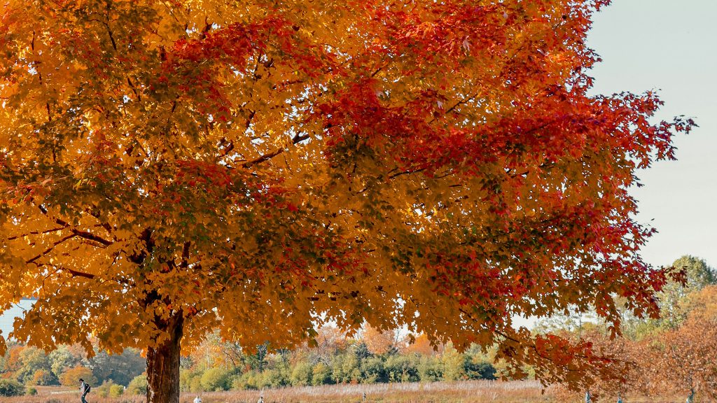 A tree with leaves transitioning from yellow to red stands in a grassy field under a clear sky, with some people visible in the background.