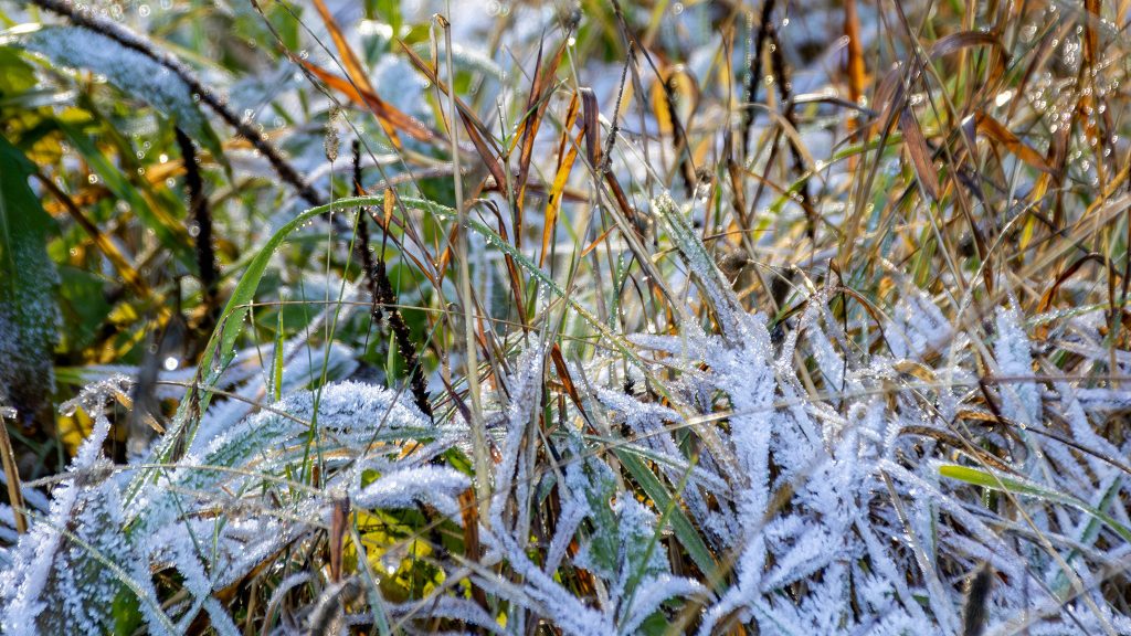 Frost-covered grass and plants with green and brown blades are shown in the morning sunlight.