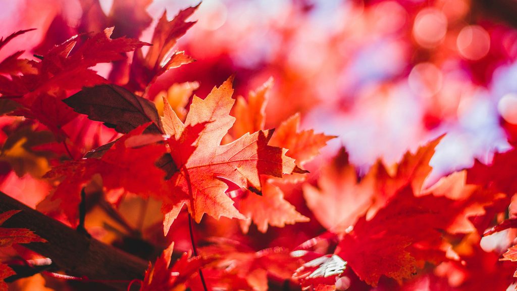 Close-up of vibrant red and orange autumn maple leaves with a blurred background.
