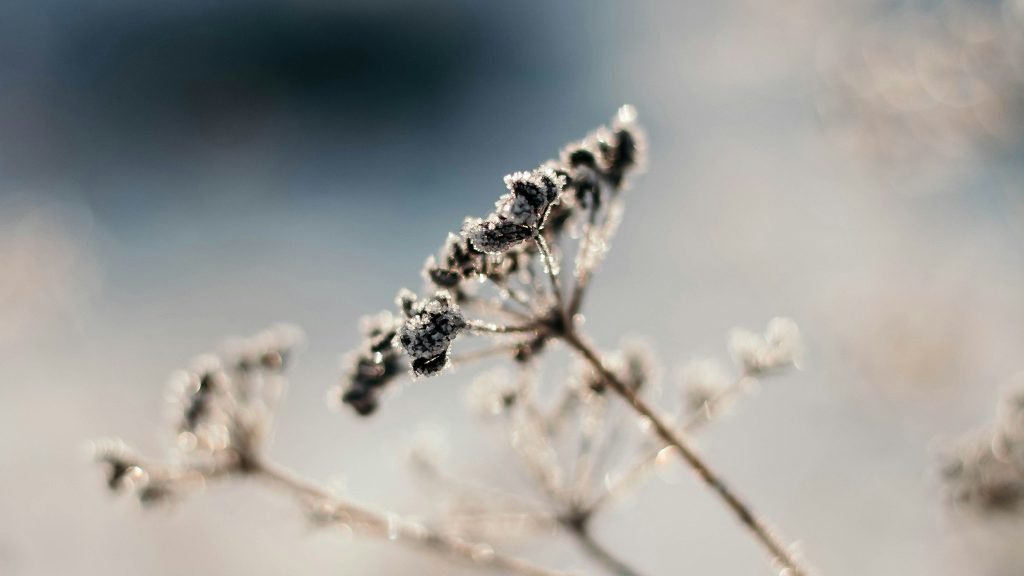 A close-up of a dried plant with frost on its branches and seed heads, set against a blurred, light gray background.