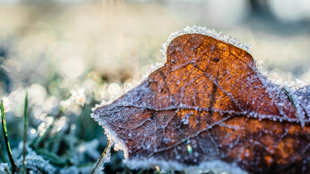 A close-up of a brown leaf covered in frost, lying on grass with a blurred, sunlit background.