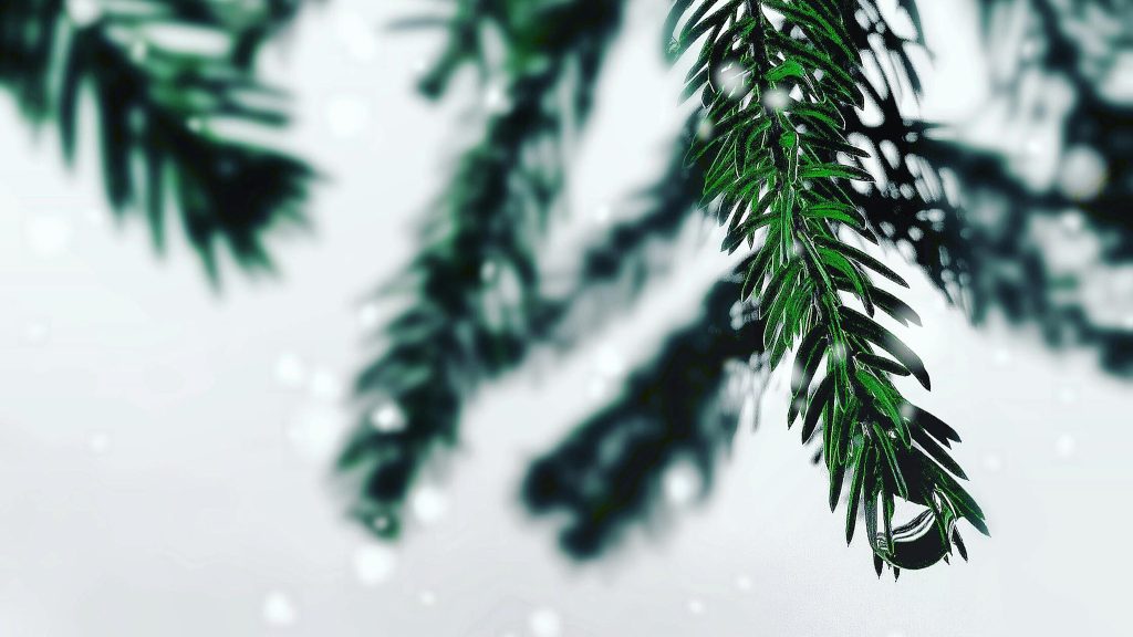 Close-up of green pine tree branches with a soft-focus white background, resembling falling snow.