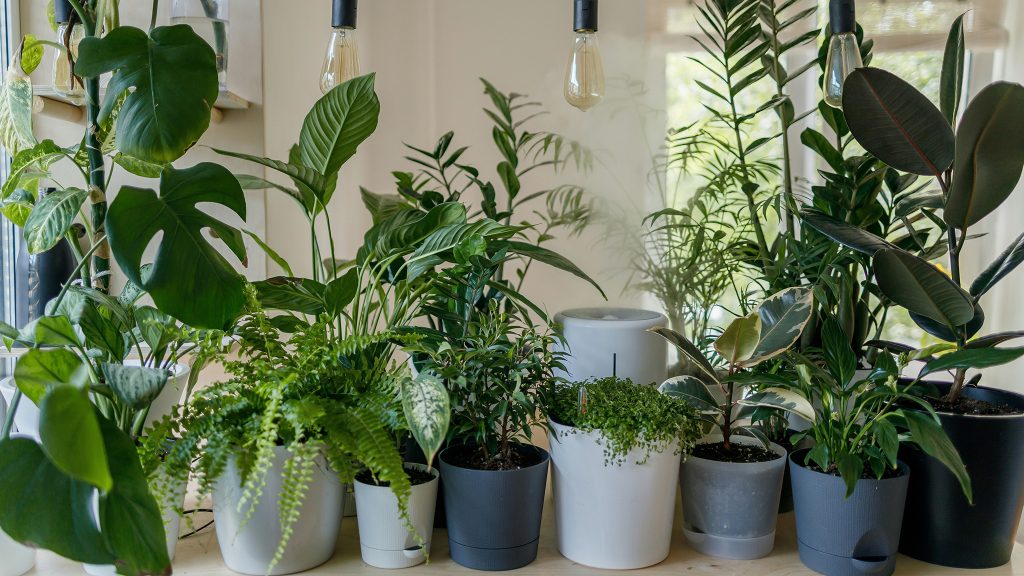 A variety of potted houseplants arranged on a light-colored tabletop indoors, with hanging light bulbs above.