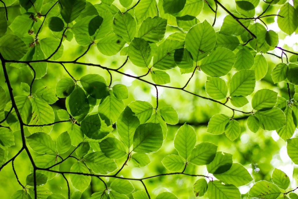 Close-up view of bright green leaves on tree branches, with sunlight shining through the foliage from above.
