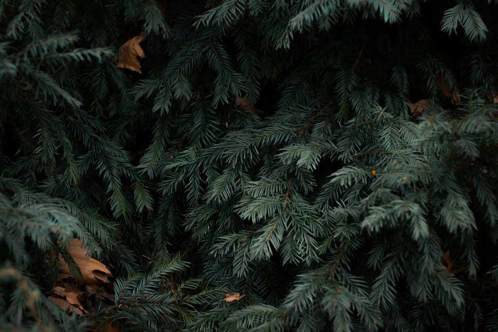 Close-up of dense evergreen branches with needle-like leaves and a few scattered brown fallen leaves.