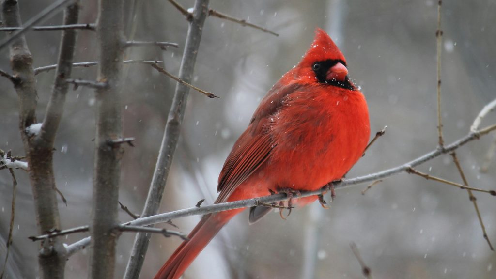 A bright red Northern Cardinal perched on a bare branch in a snowy outdoor setting.