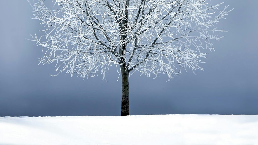A leafless tree stands in the snow, its branches covered with frost against a gray sky.