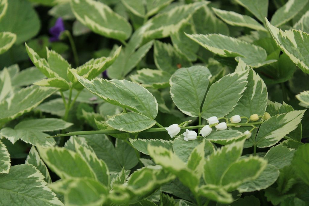 Variegated green leaves with cream edges surround a stem of small, white, bell-shaped flowers lying across the foliage.