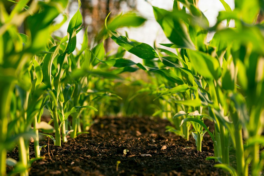 Close-up view of young green plants growing in neat rows in a field, with rich, dark soil visible between the plants.