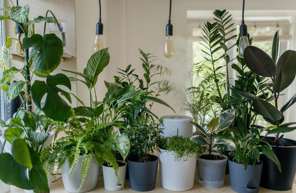 Several potted houseplants of various species arranged on a table indoors, with hanging light bulbs above and natural light coming through a window in the background.