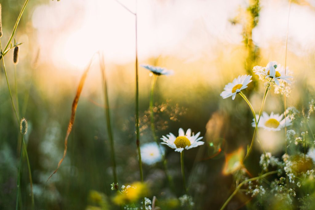White daisies and green grass are illuminated by soft sunlight in a blurred, natural outdoor setting.