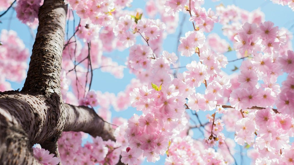Close-up view of pink cherry blossom flowers on tree branches with a clear blue sky in the background.