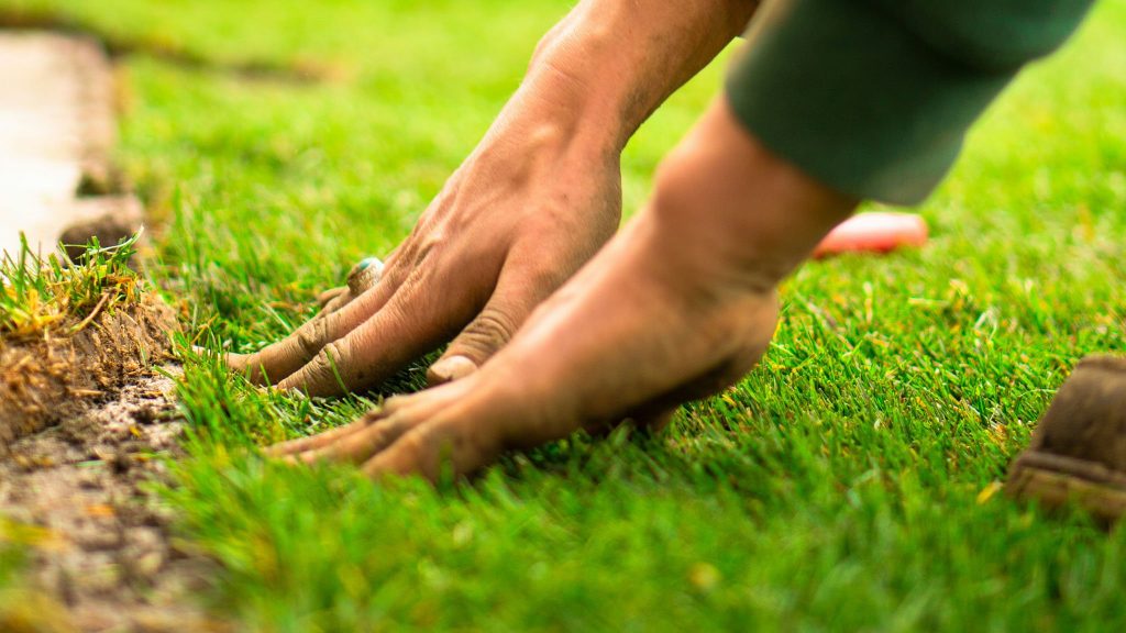 Close-up of hands pressing down the edge of a freshly laid strip of sod onto the ground in a garden or yard.