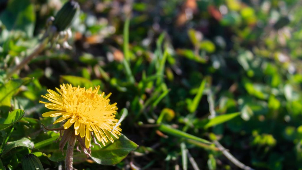 A yellow dandelion flower in bloom is surrounded by green grass and foliage, with sunlight illuminating the scene.