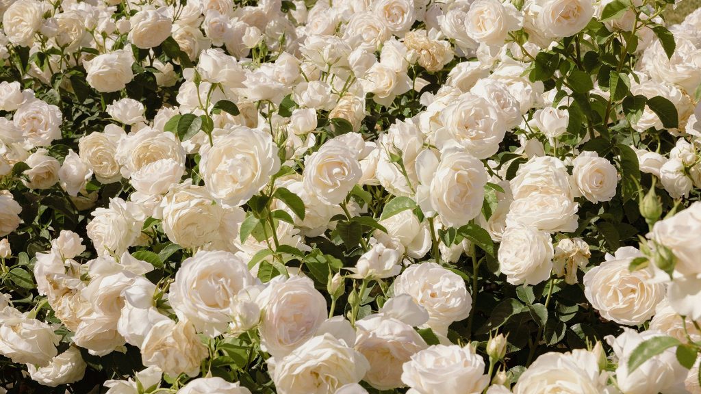 A dense cluster of blooming white roses with green leaves, photographed outdoors in natural sunlight.