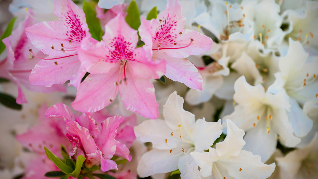 Close-up of blooming azalea flowers in pink and white, showing petal details and small green leaves in the background.