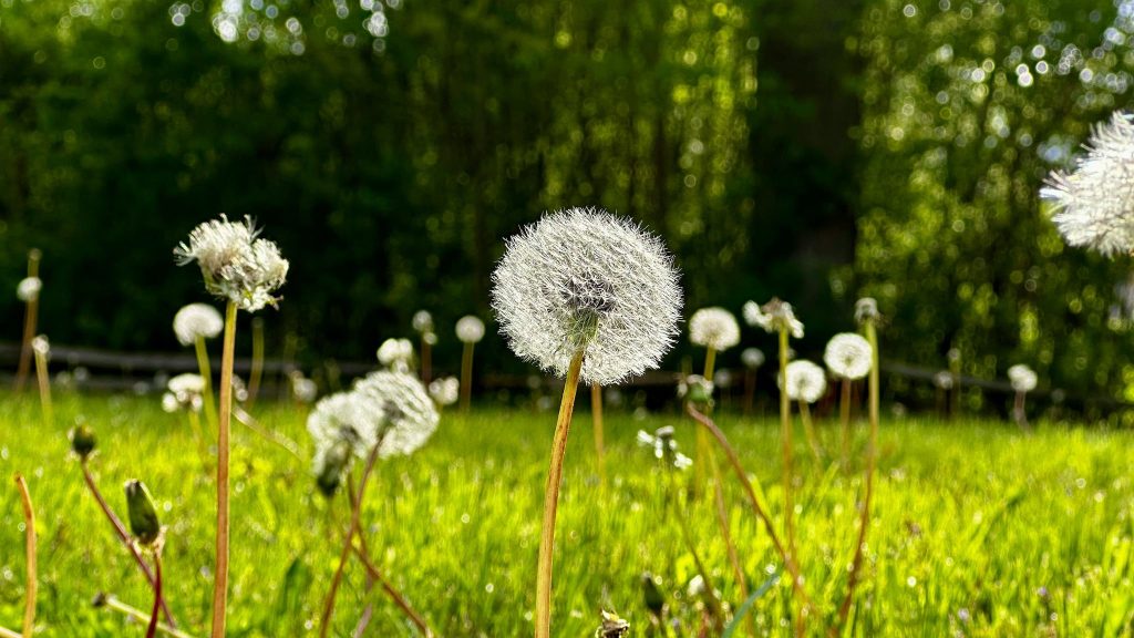 Close-up of several dandelions gone to seed in a grassy field, with sunlight illuminating the seeds and a blurred green forest in the background.