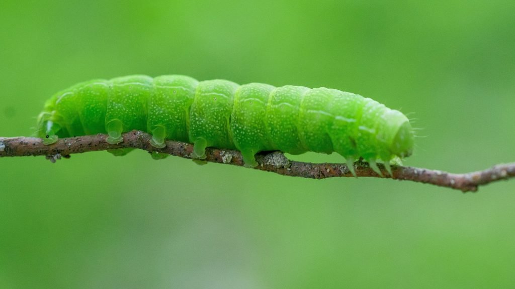 A bright green caterpillar crawling along a thin brown twig against a blurred green background.
