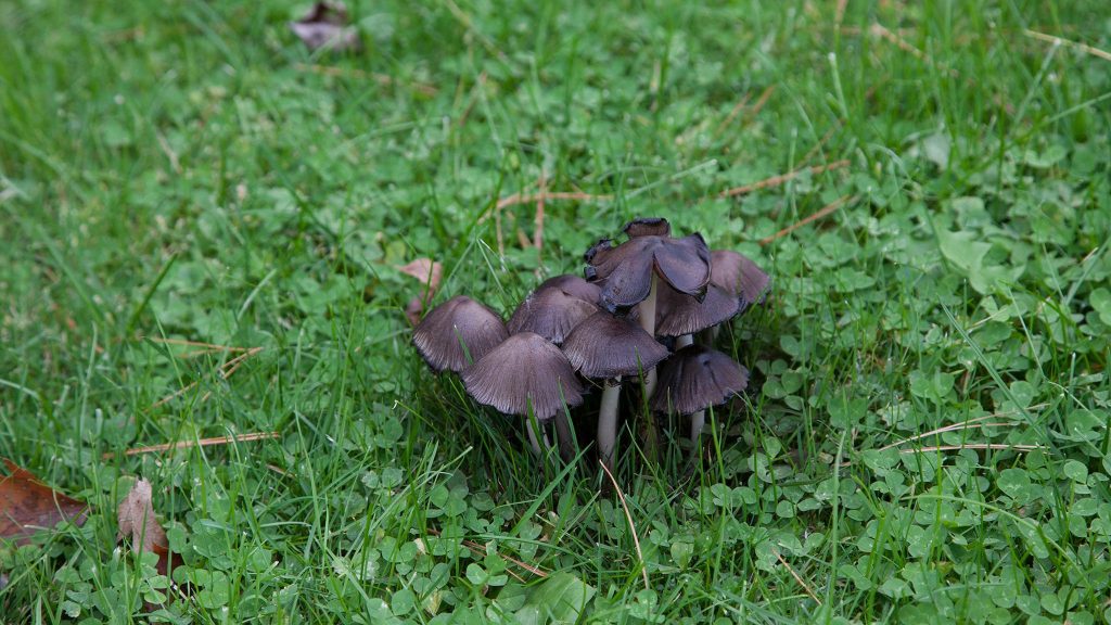 A cluster of dark-colored mushrooms growing in green grass and clover.
