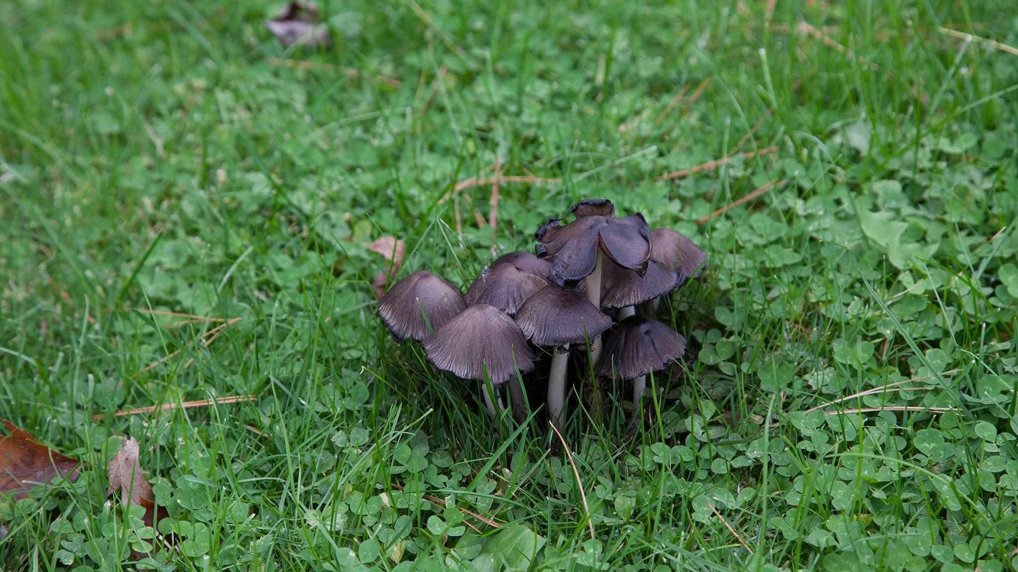 A cluster of dark-colored mushrooms growing in green grass and clover.