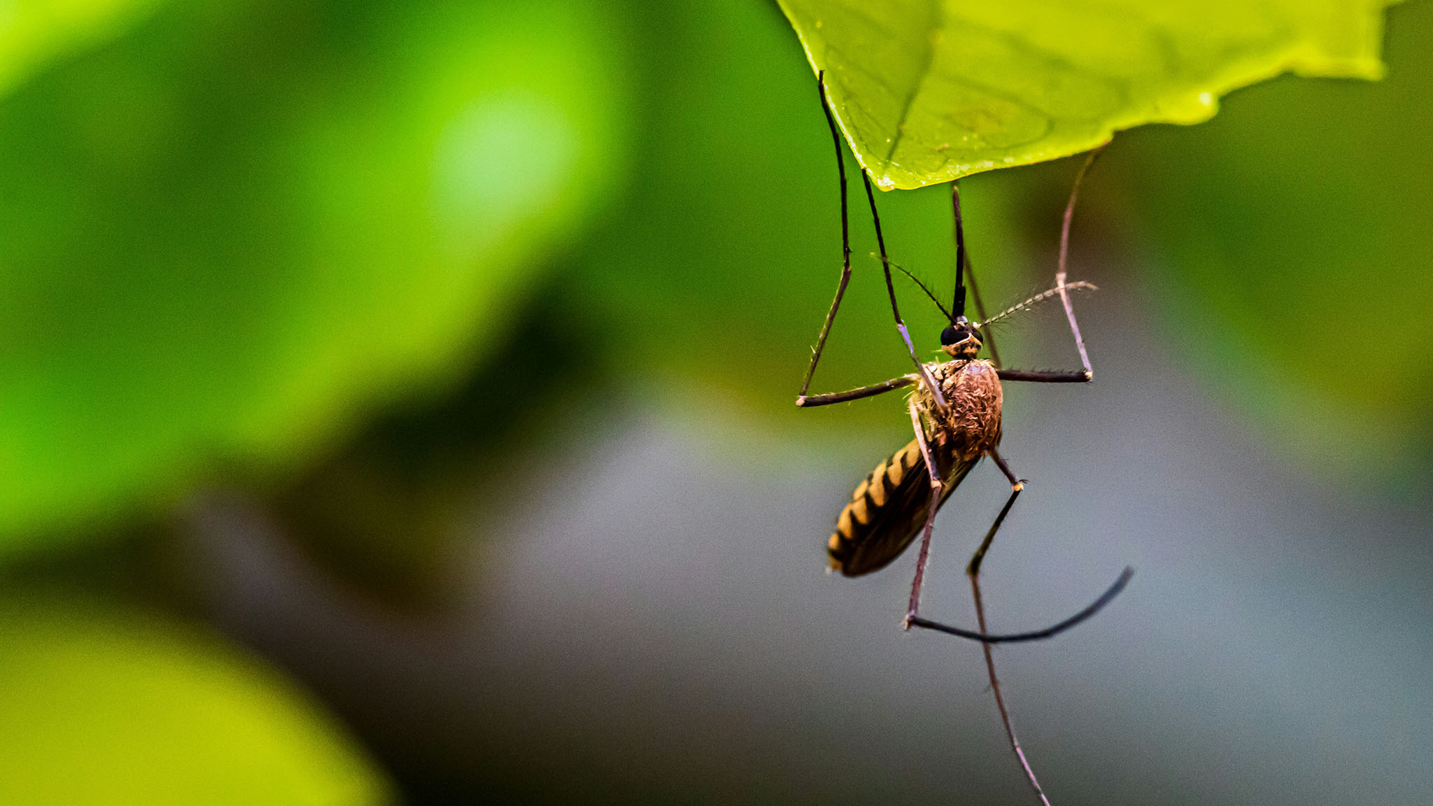 Close-up of a mosquito clinging upside down to the edge of a green leaf with a blurred green background.