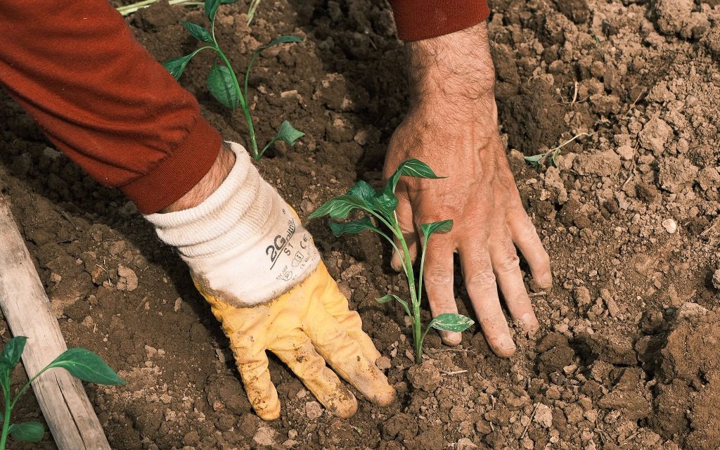 A person with gardening gloves and bare hand planting a young seedling in soil.