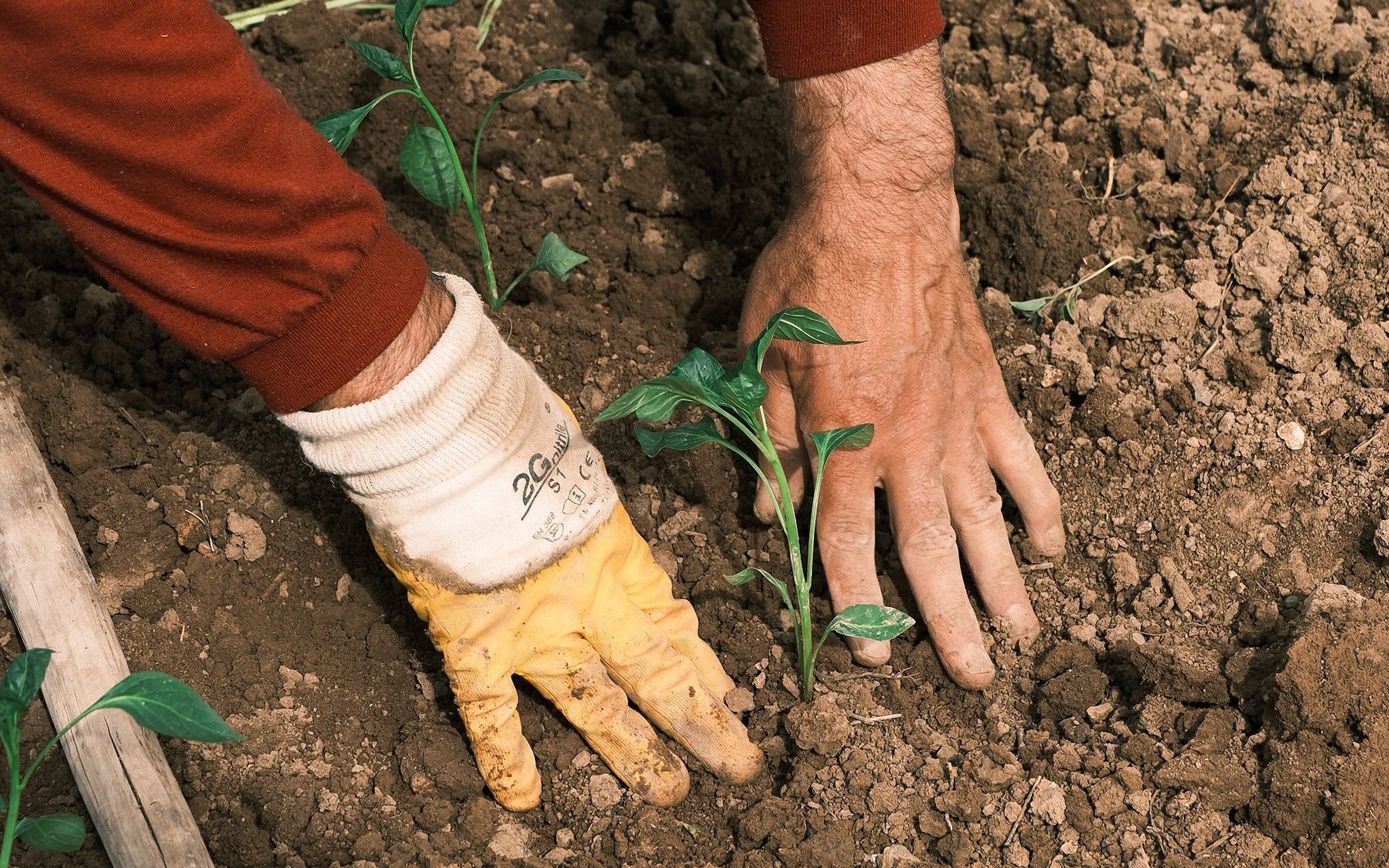 A person with gardening gloves and bare hand planting a young seedling in soil.