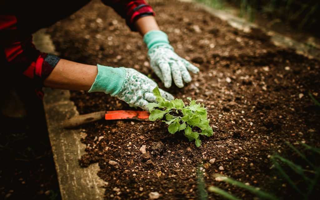 A person wearing gardening gloves plants a small green seedling in a soil bed, with a trowel nearby.