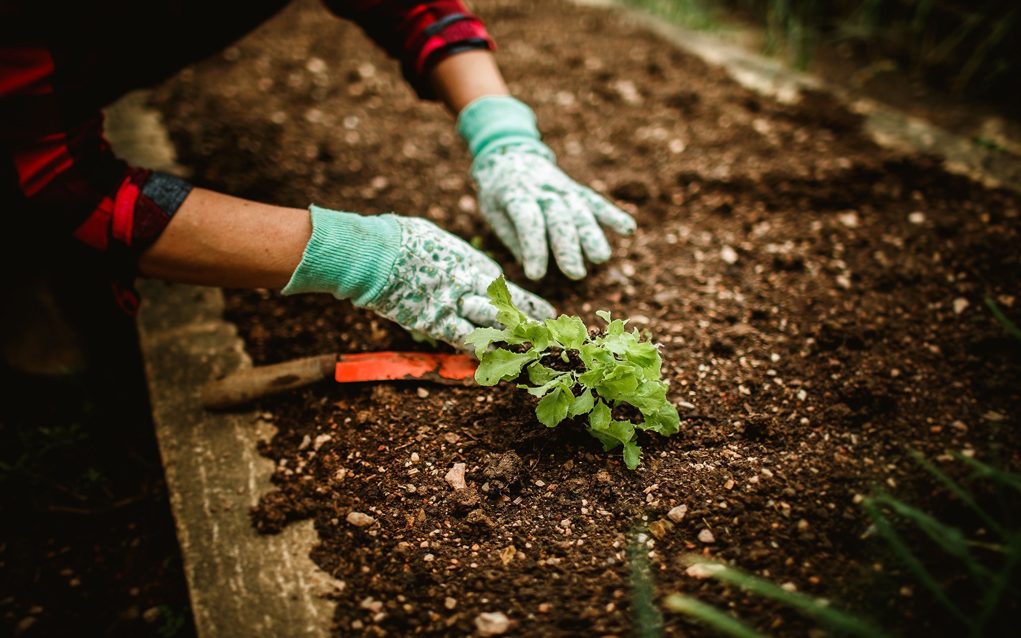 A person wearing gardening gloves plants a small green seedling in a soil bed, with a trowel nearby.