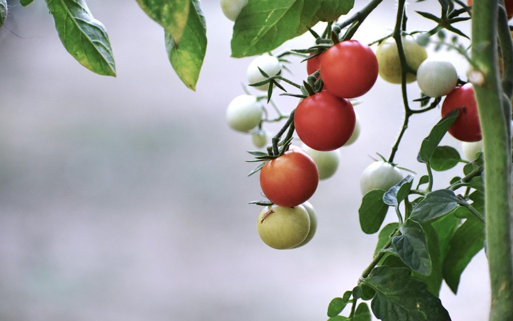 A cluster of cherry tomatoes at different stages of ripeness hanging on a vine with green leaves in the background.