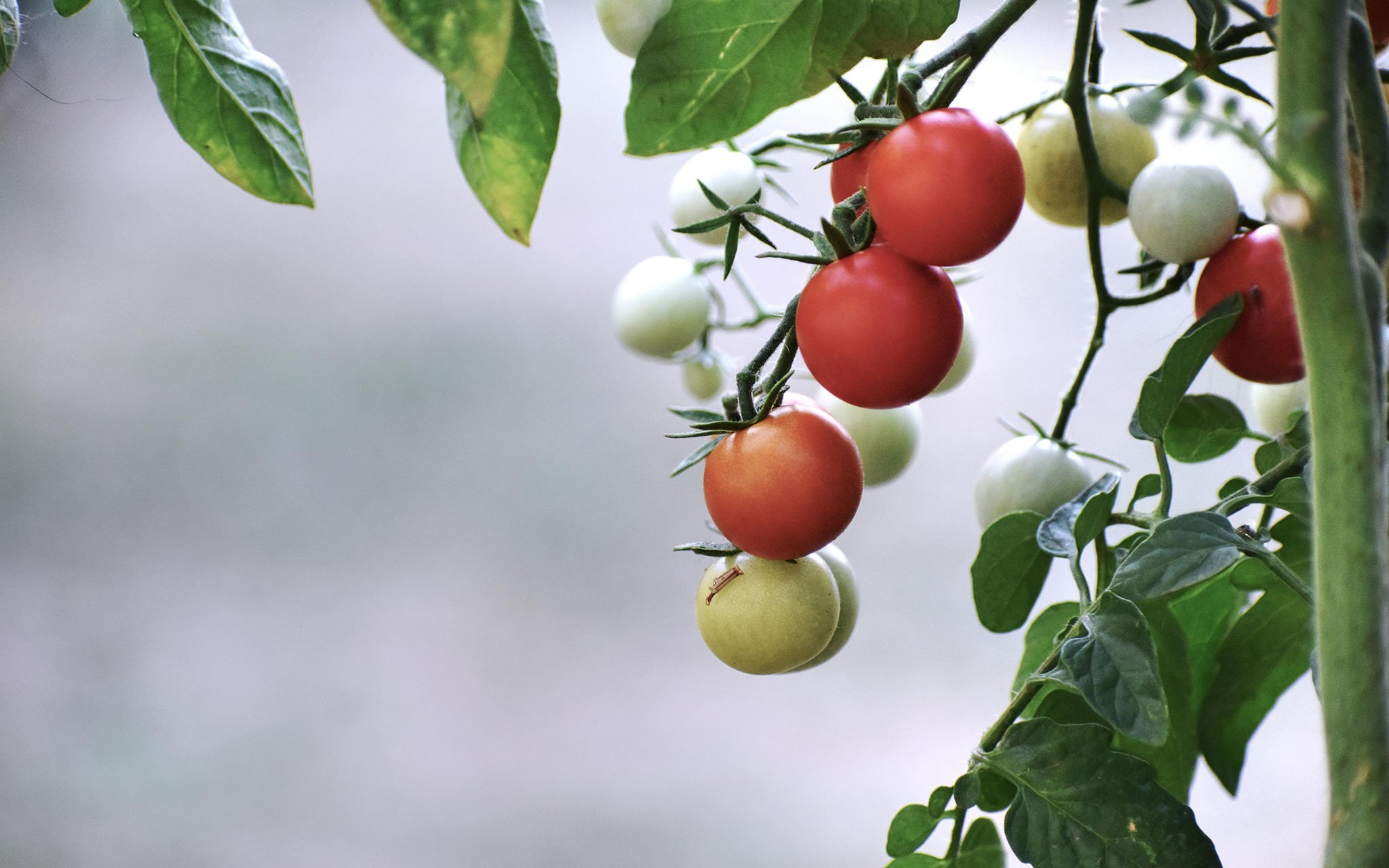 A cluster of cherry tomatoes at different stages of ripeness hanging on a vine with green leaves in the background.