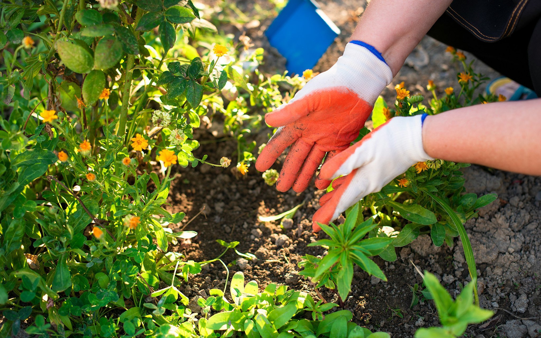 A person wearing gardening gloves works in a garden bed with green plants and yellow flowers. One glove has orange stains on the palm. Soil and a blue trowel are visible.
