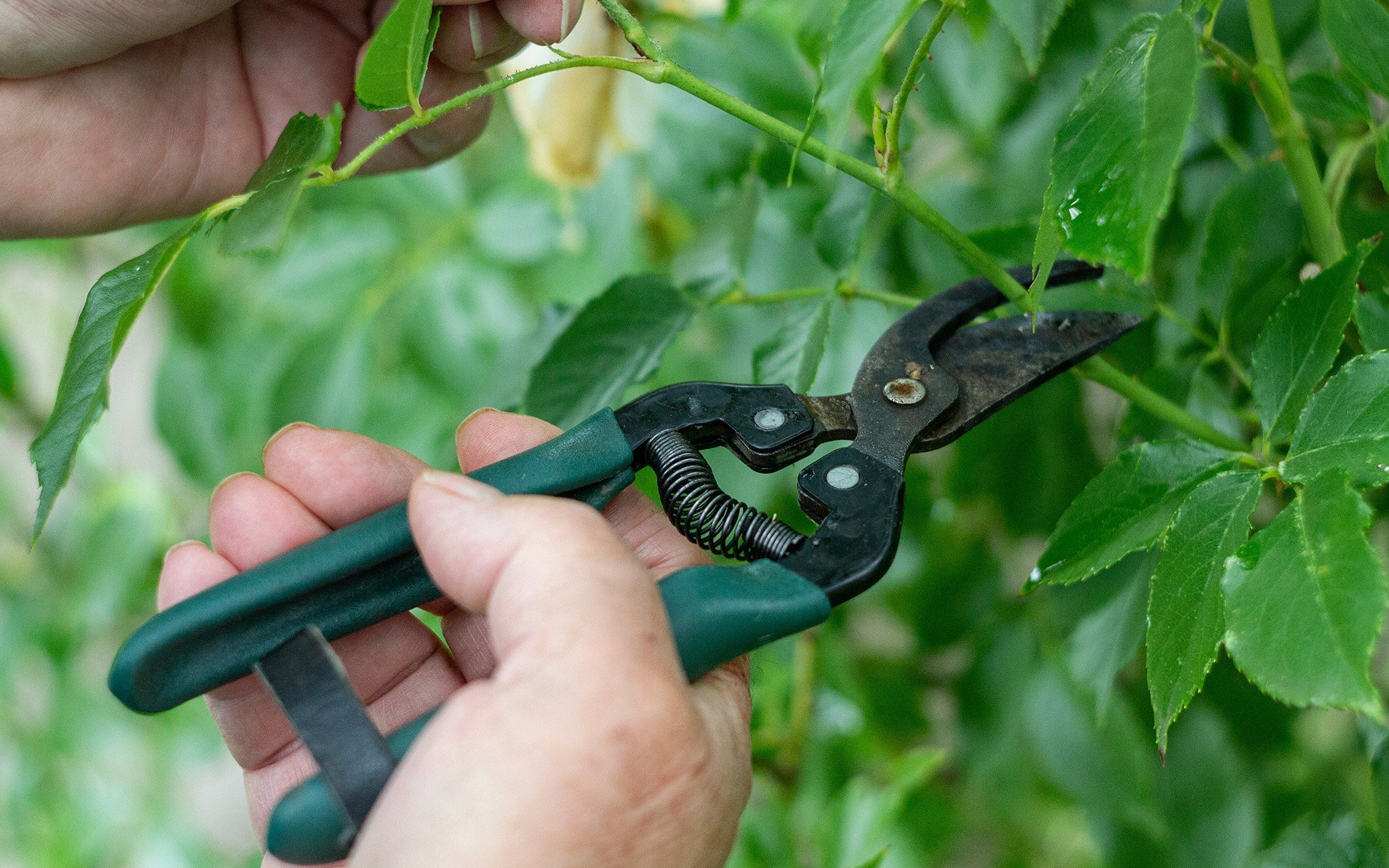 A person uses green-handled pruning shears to cut a green stem from a leafy plant.